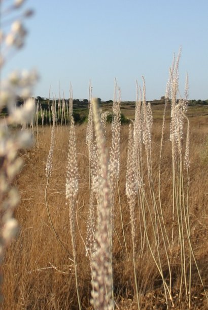 חצבים ב2/9/2006