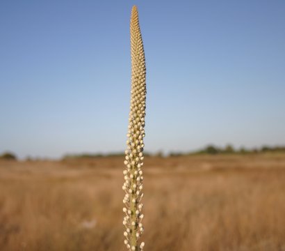 חצב לפני פריחה ב2/9/2006