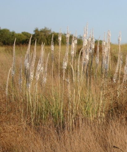 גדוד של חצבים ב2/9/2006