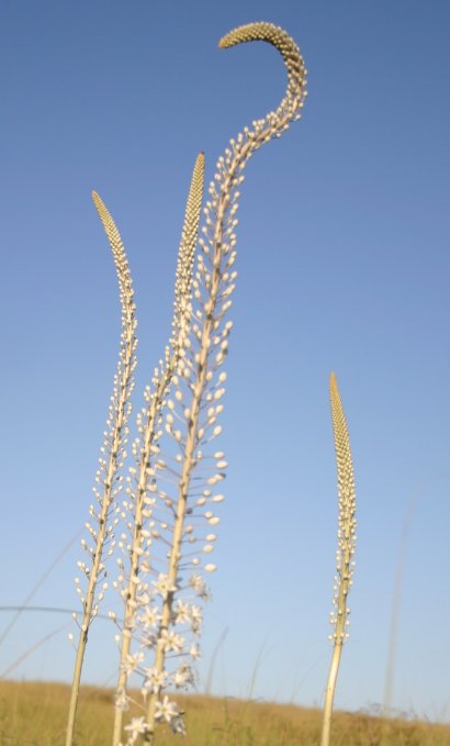 חצב קצת משונה ב2/9/2006