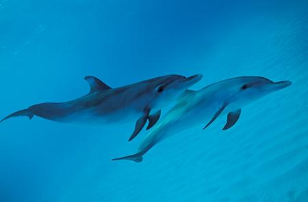 dolphins-swim.jpg